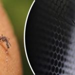 Čo skutočne odpudzuje komáre v priebehu niekoľkých sekúnd – osvedčené