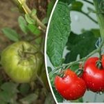 Fytoftóra okamžite zmizne: dve zlaté pravidlá pre skvelú úrodu paradajok