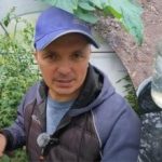 Hnojenie paradajok: draslík a vápnik – duo pre bohatú úrodu