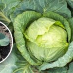 Kapusta bude veľká ako melón: čo robiť s kapustou v