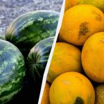 Melóny a melóny budú ako „Chersonské“: čím sa kŕmiť koncom
