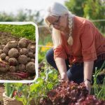 Mesačný kalendár na august 2025: čo zasadiť a čo urobiť
