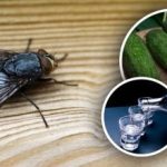 Muchy okamžite zmiznú: najlepšie prírodné prostriedky proti hmyzu