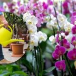 Orchidea bude krásne kvitnúť znova a znova: čo je to