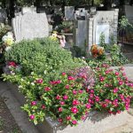 Samokvitnúce a nenáročné na údržbu: 4 ideálne kvety na úpravu