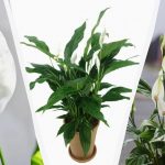 Spathiphyllum bude bujne kvitnúť, ak ho budete kŕmiť týmto prípravkom