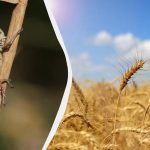 Tento dedkov liek okamžite vyhubí kobylky: škodca sa už nevráti