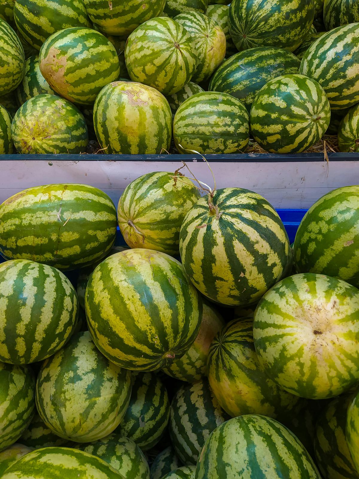 ako si vybrať melón